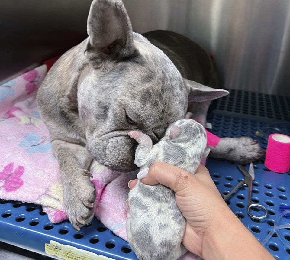 puppy in front of dog