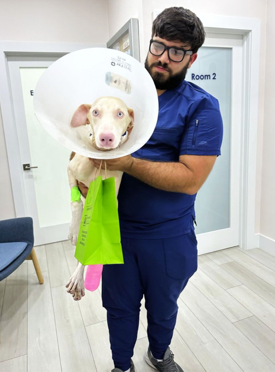 dog at orthopedic room