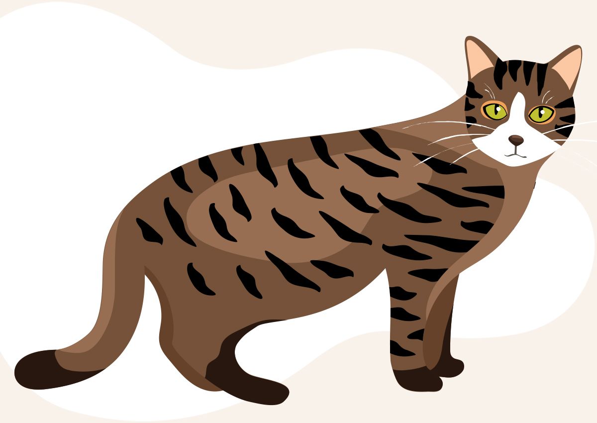 brown with dark circles cat in a solid background with a white shape