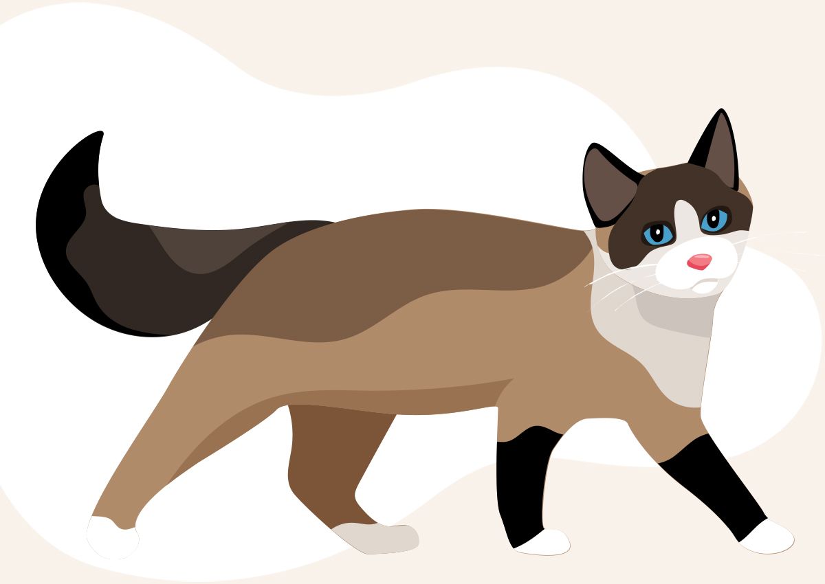 Brown with white cat in a solid background with a shape
