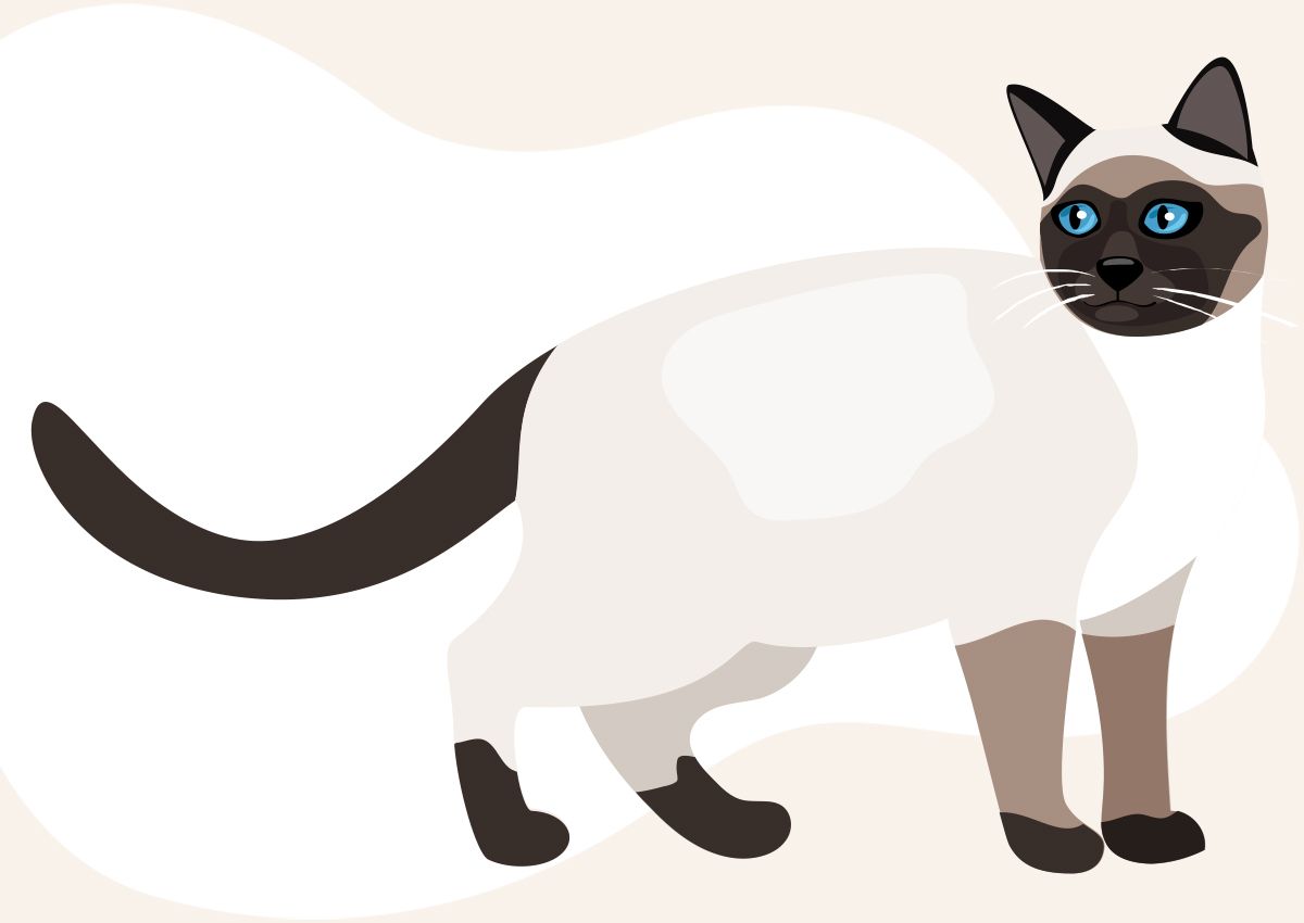 White siamese cat in a solid background with a white shape